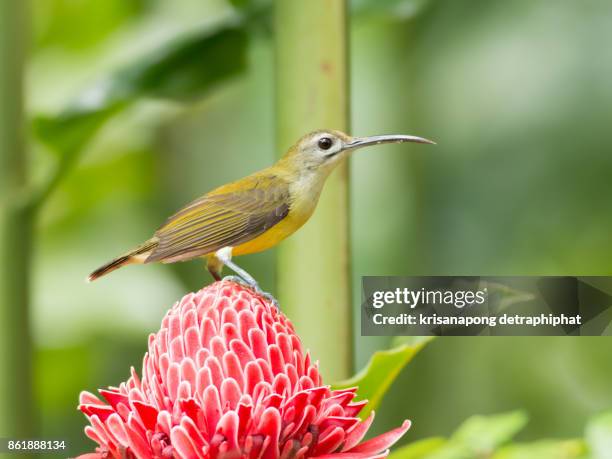 little spiderhunter,bird - cigar texture stock pictures, royalty-free photos & images