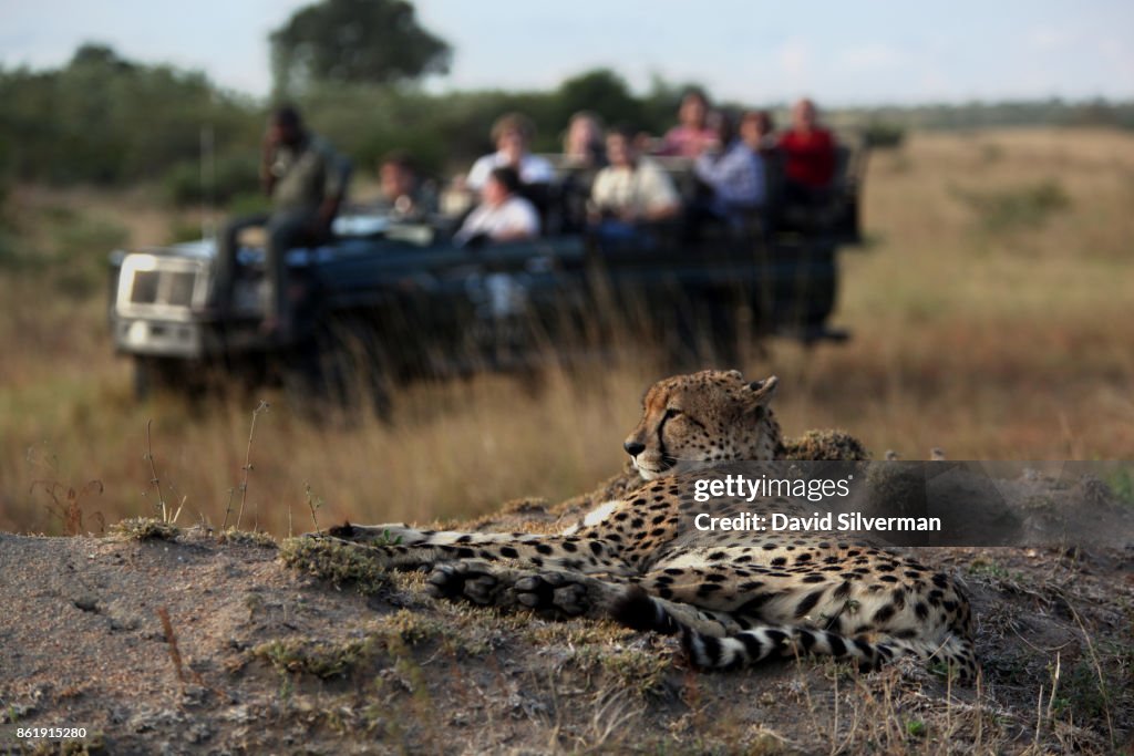 Wildlife Safari In Sabi Sands