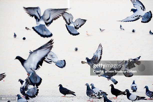 birds at fly - pidgeon stock pictures, royalty-free photos & images