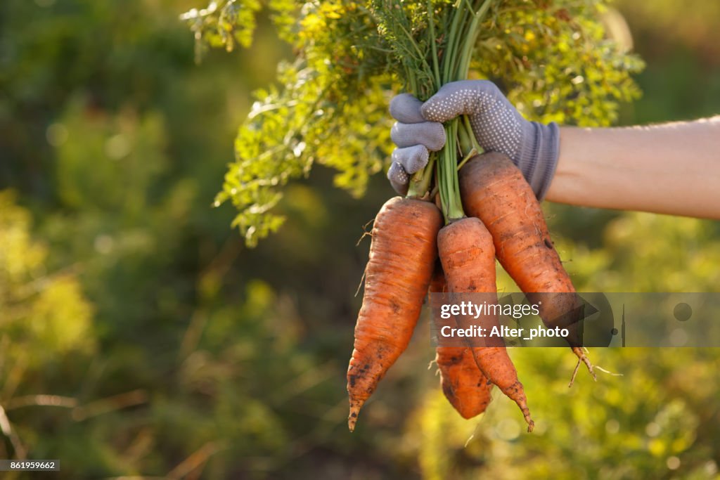 Carrots in hands