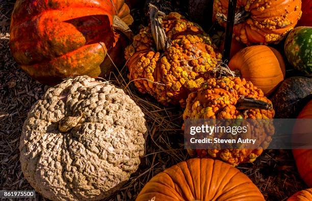 october 11, 2017, dallas, texas, usa:  pumpkins on display at a city halloween display in dallas, texas.  a variety of pumpkins, "peanut," "knucklehead," "big mac," and several other types are displayed here. - big mac pumpkin stock pictures, royalty-free photos & images