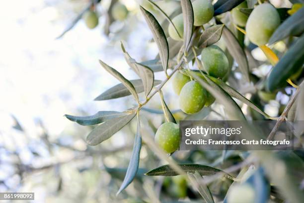 olive - olive tree stock pictures, royalty-free photos & images