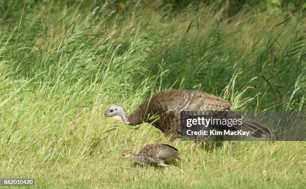wild turkey mother and baby in the tall grass - wild turkey baby stock pictures, royalty-free photos & images