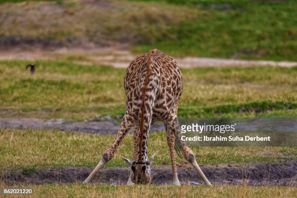 giraffe is drinking water - yellow billed oxpecker stock pictures, royalty-free photos & images