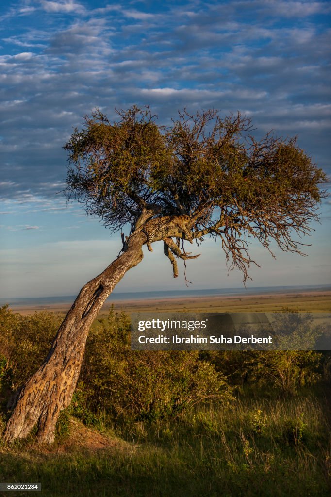 Leopard is observing on the tree
