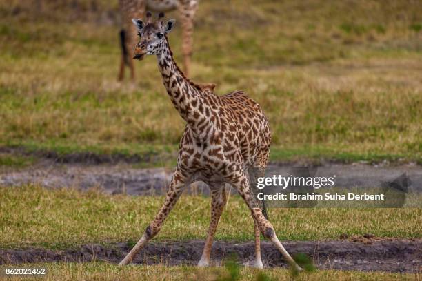 giraffe drinking water - yellow billed oxpecker stock pictures, royalty-free photos & images