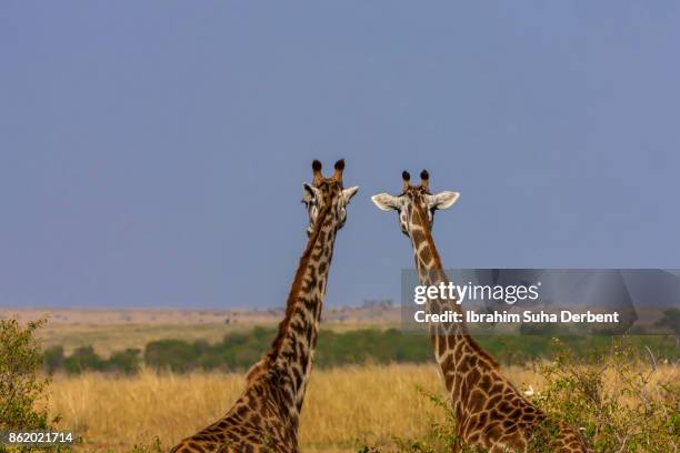 two giraffes watching the masai mara - yellow billed oxpecker stock pictures, royalty-free photos & images