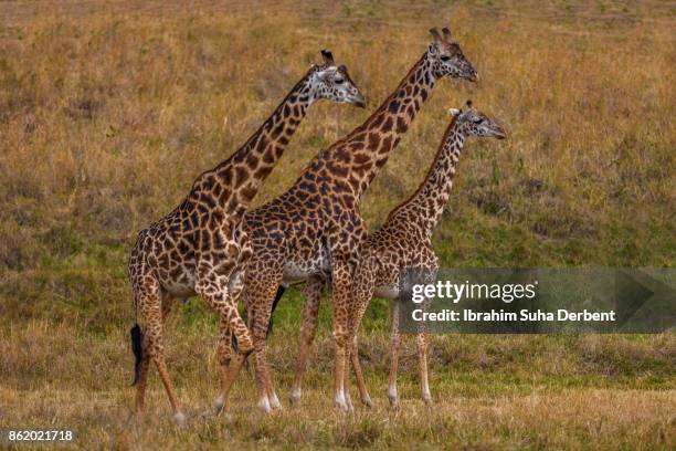 giraffe family in masai - yellow billed oxpecker stock pictures, royalty-free photos & images