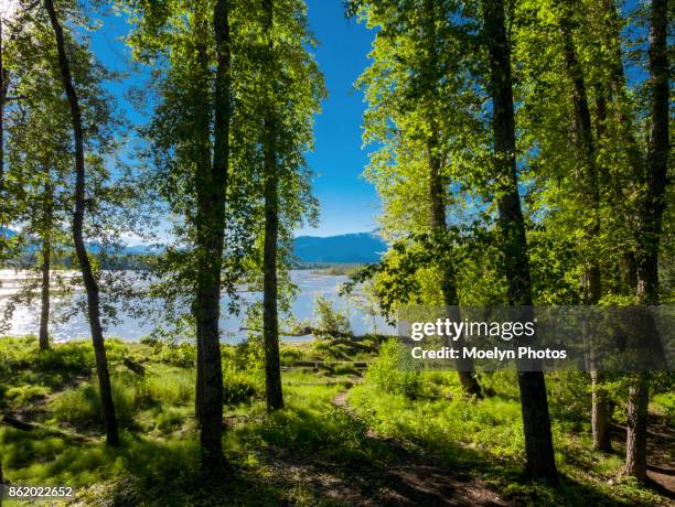 chilkat bald eagle preserve - haines - rio chilkat imagens e fotografias de stock