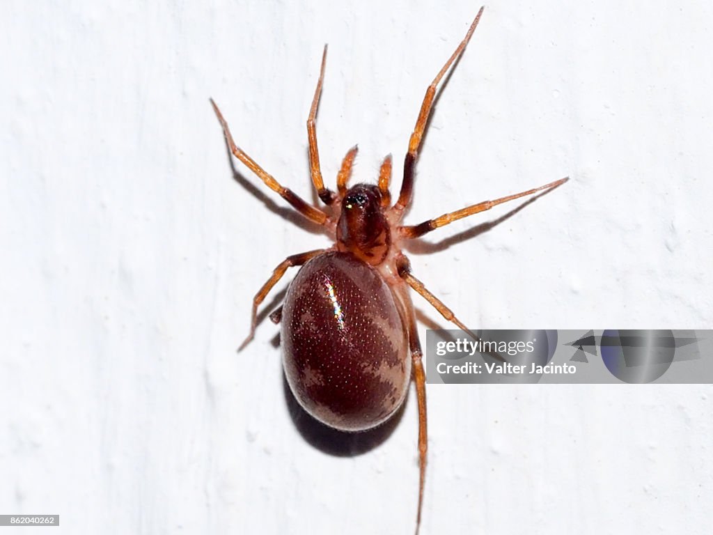 Triangulate Cobweb Spider (Steatoda triangulosa)