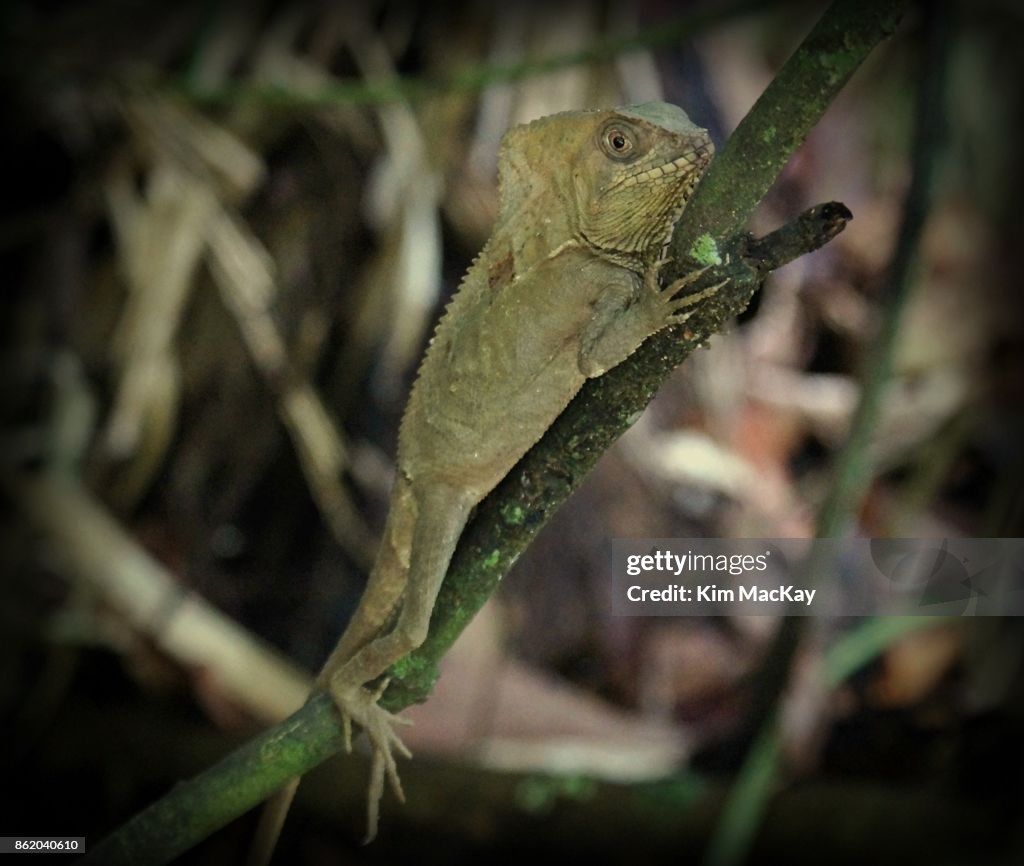 Helmeted Iguana on a branch deep in the forest