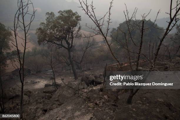 Trees are burnt around the village of Vila Nova, near Vouzela on October 16, 2017 in Viseu region, Portugal. At least 30 people have died in fires in...