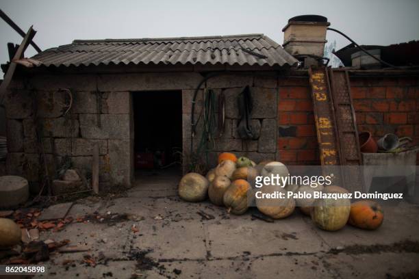 Pumpkins lay on the ground next to burnt houses in the village of Vila Nova, near Vouzela on October 16, 2017 in Viseu region, Portugal. At least 30...