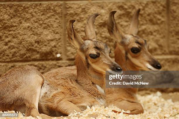 Two rare Peninsular pronghorns, male twins born at the Los Angeles Zoo on March 30, are seen at the zoo on April 24, 2009 in Los Angeles, California....
