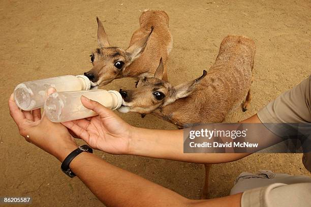 Two rare Peninsular pronghorns, male twins born at the Los Angeles Zoo on March 30, are fed at the zoo on April 24, 2009 in Los Angeles, California....