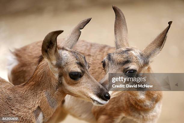 Two rare Peninsular pronghorns, male twins born at the Los Angeles Zoo on March 30, are seen at the zoo on April 24, 2009 in Los Angeles, California....