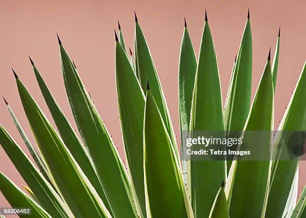 close up of agave plant - agave stock pictures, royalty-free photos & images