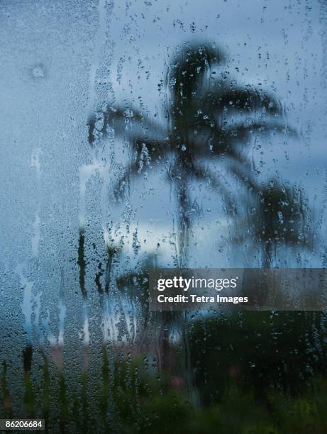tropical storm in bermuda from window - storm palm tree stock pictures, royalty-free photos & images