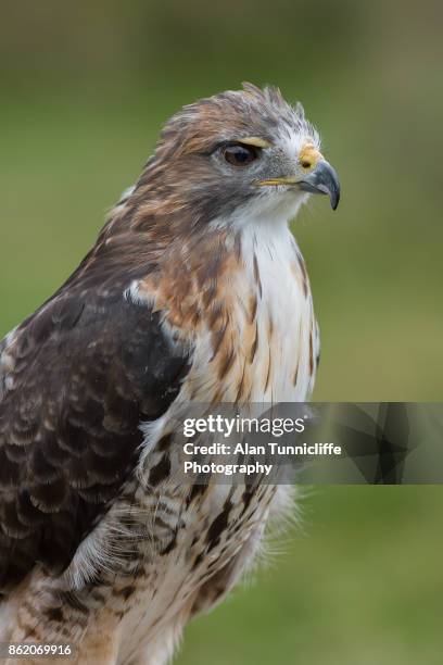 red tailed hawk portrait - chicken hawk stock pictures, royalty-free photos & images