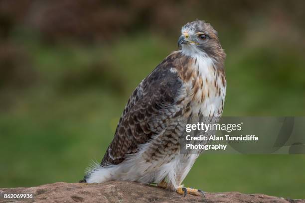 red tailed hawk - chicken hawk stock pictures, royalty-free photos & images