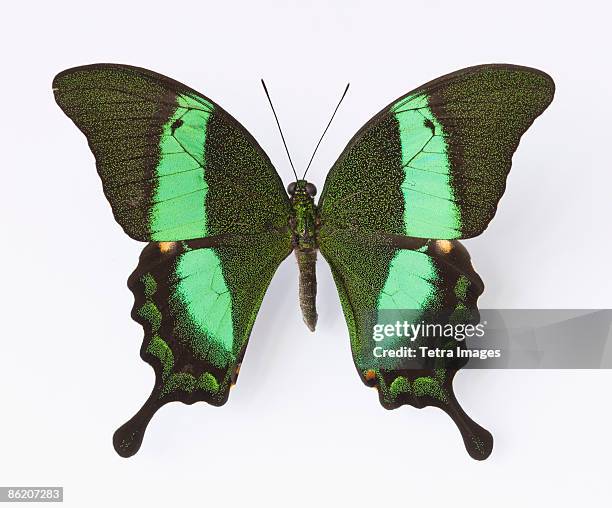 close up of emerald swallowtail butterfly - papilio palinurus stock pictures, royalty-free photos & images