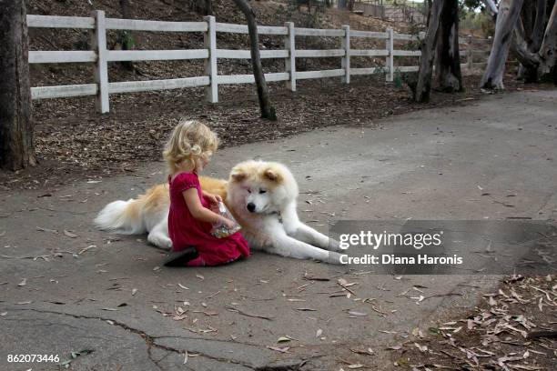 a pretty little girl in a red dress is sitting with a big dog and sharing her treats. - big dog little dog stock-fotos und bilder