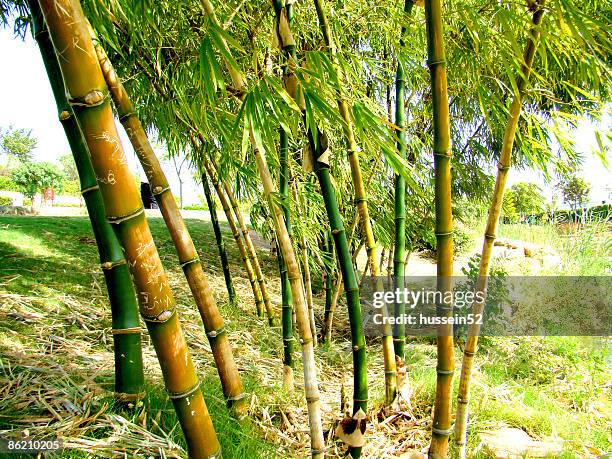 green trees  - hussein52 stock pictures, royalty-free photos & images