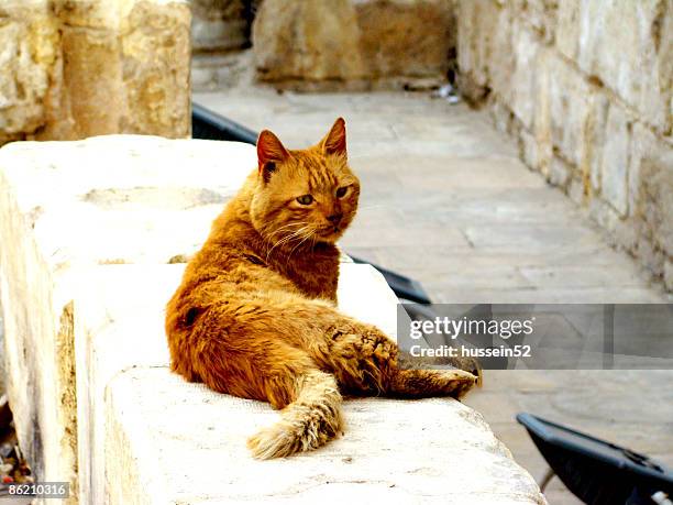 cat in elmoeez st. - hussein52 stock pictures, royalty-free photos & images