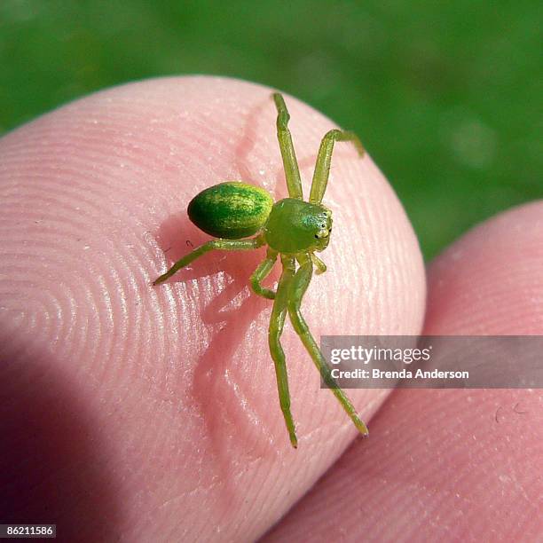 The Green Crab Spider Photos and Premium High Res Pictures - Getty Images