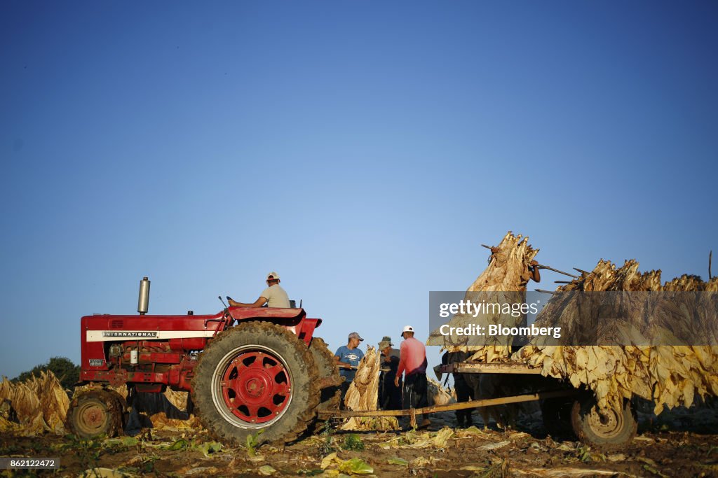 Operations During A Tobacco Harvest At Tucker Farms