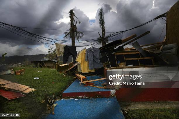 Dog barks amidst the remnants of a destroyed home more than two weeks after Hurricane Maria hit the island on October 6, 2017 in Morovis, Puerto...