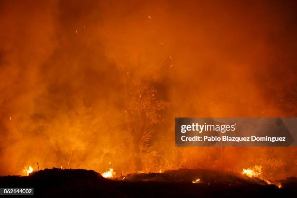 Tree burns during a forest wildfire next to Vilarinho village, near Lousa on October 16, 2017 in Coimbra region, Portugal. At least 36 people have...