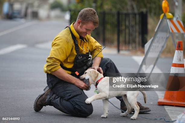 Santa Maria firefighter Cody Joy plays around with Lucky, a 13-week old yellow Labrador puppy on October 16, 2017 in Glen Ellen, California. At least...