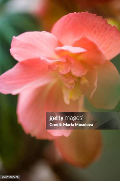 78 fotos e imágenes de Flor Masculina - Getty Images