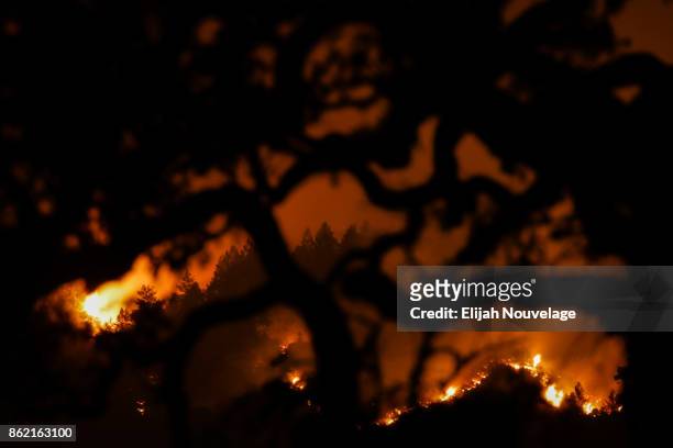 The Nuns Fire is seen on a hillside through the branches of a tree on Oct. 16, 2017 in Kenwood, California. At least 40 people are confirmed dead,...