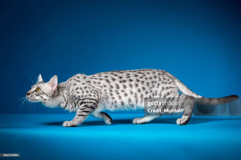 Crouching Cat