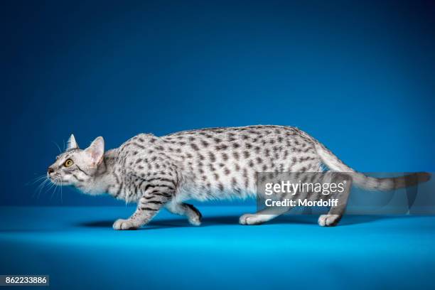 1,417 Animals With Spots And Stripes Photos and Premium High Res Pictures -  Getty Images
