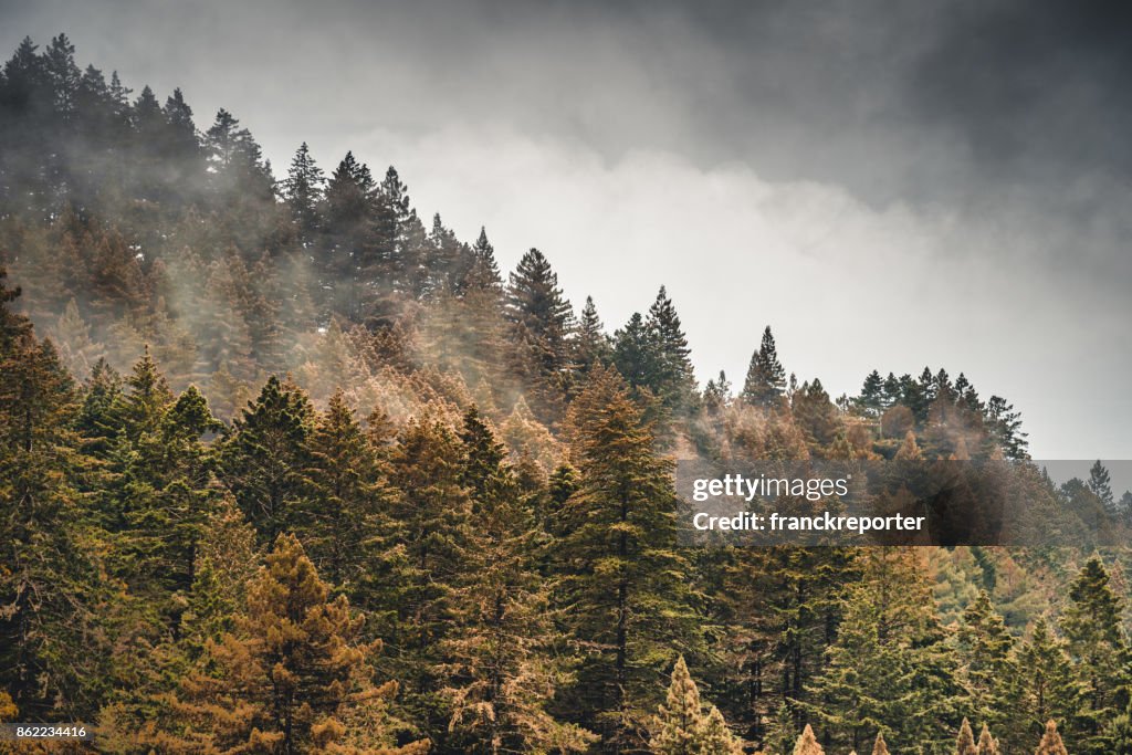 Pine tree in the fog in oregon