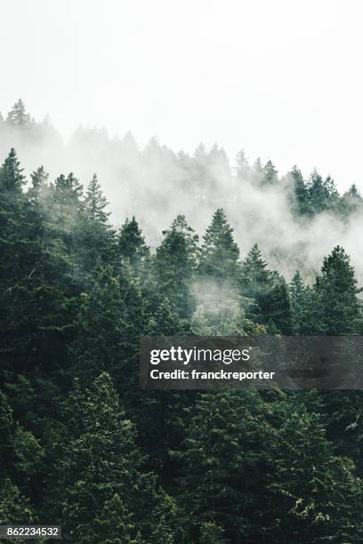 pine tree in the fog in oregon - mountain-pine-tree-landscape stock pictures, royalty-free photos & images