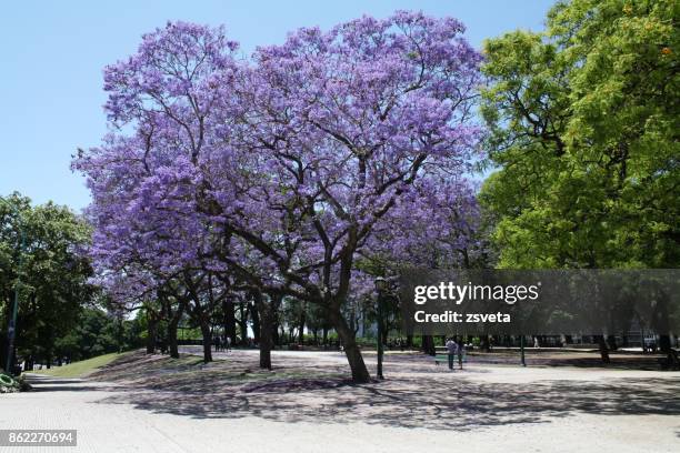 at the park - jacaranda tree stock pictures, royalty-free photos & images