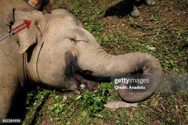 Veterinarian of Natural Resource Conservation Center Aceh performs autopsy of two Sumatran elephants which died because of electric shocks that...