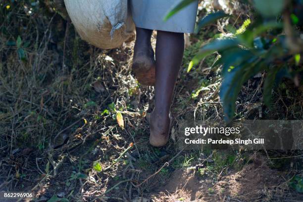 feet of a tea picker on the tea plantations of munnar, kerala. - munnar photos et images de collection