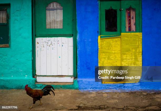 a chicken walks amongst the homes of tea pickers in the tea plantations of munnar, kerala. - munnar photos et images de collection