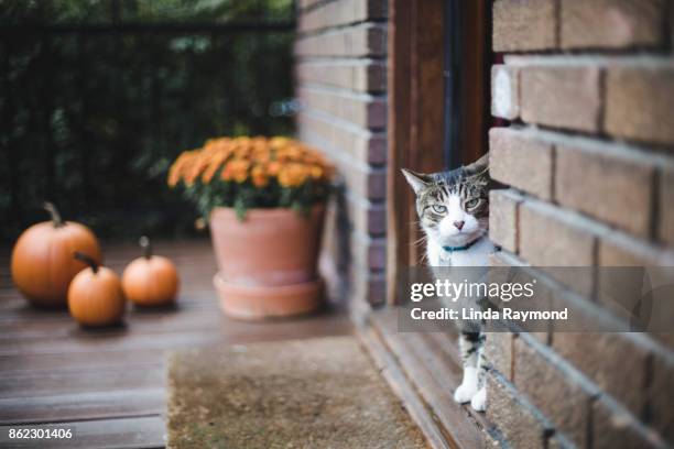 tabby cat on a porch - pumpkin cats fotografías e imágenes de stock