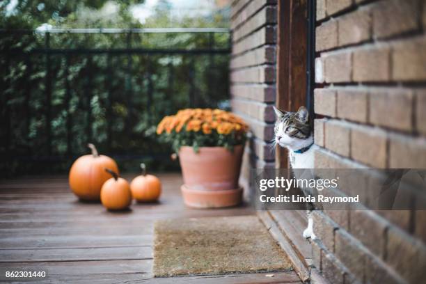 tabby cat on a porch - perron photos et images de collection