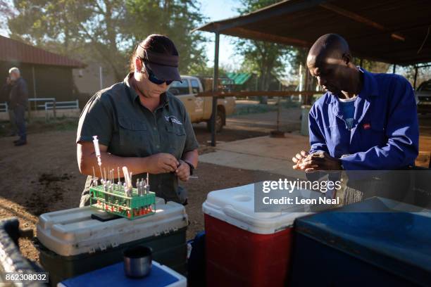 Veterinarian Michelle Otto prepares the tranquiliser darts ahead of a day of horn trimming at the ranch of rhino breeder John Hume, on October 16,...