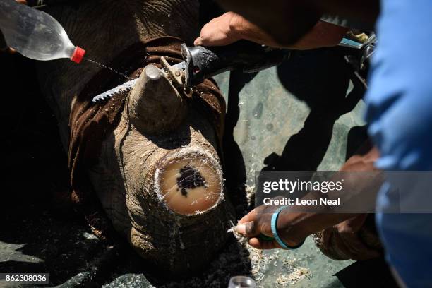 Water is sprayed onto the area as a rhino has it's horn trimmed, at the ranch of rhino breeder John Hume, on October 16, 2017 in the North West...