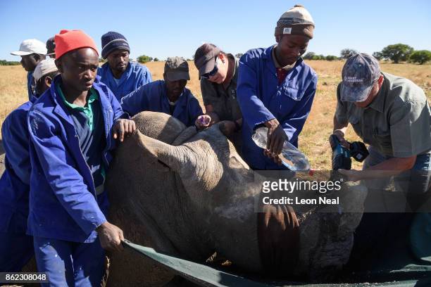 Water is sprayed onto the area as a rhino has it's horn trimmed, at the ranch of rhino breeder John Hume, on October 16, 2017 in the North West...