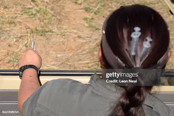 Veterinarian Michelle Otto wears a syringe in her hair as she holds a tranquiliser dart during a day of horn trimming at the ranch of rhino breeder...