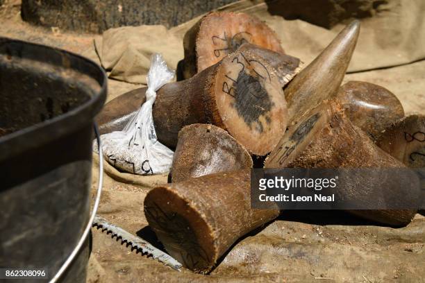 Trimmed rhino horns are seen in the back of a pick-up truck after being weighed, measured and marked, at the ranch of rhino breeder John Hume, on...